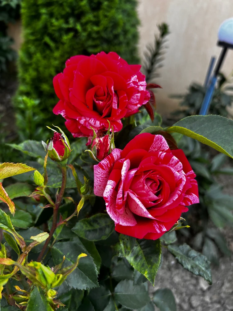 Imagine încărcată de Adelina