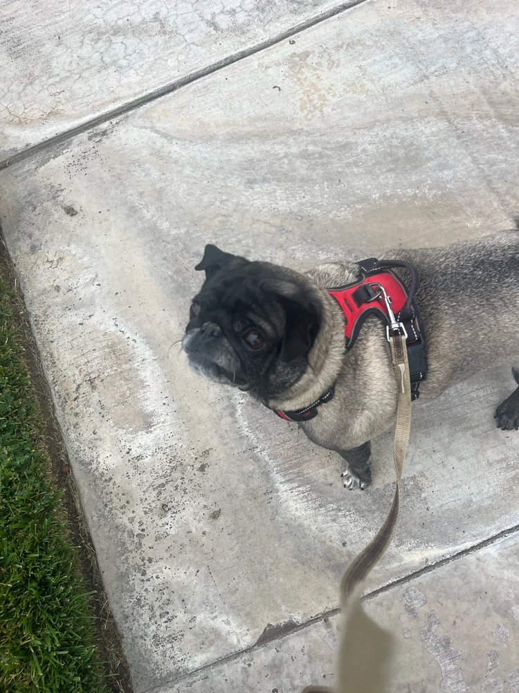 Small fawn pug with a black face