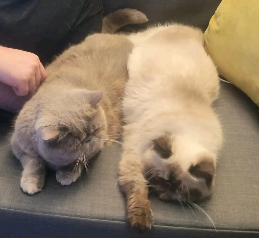 Two cats are laying side by side. One grey and orange, one beige with brown tipped ears. They have little smooshie noses.