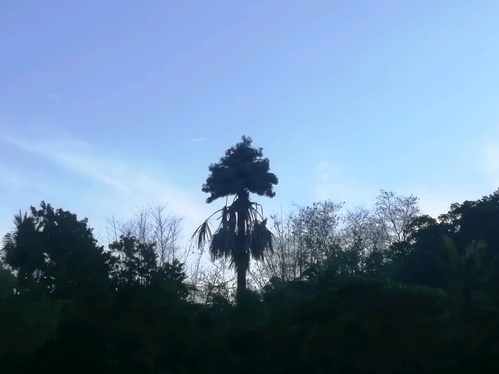 I'm sorry for the lack of quality, Its early in the morning and I only have my phone for photographs.