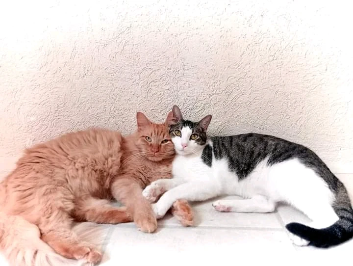 Imagen subida por Sol de Venus