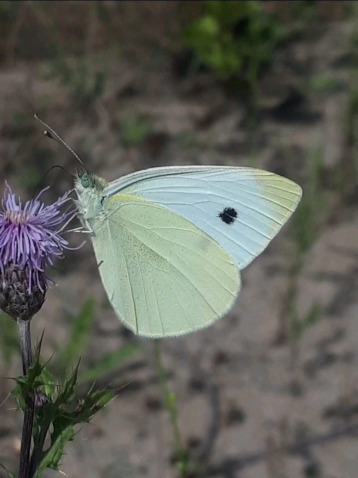 Bild hochgeladen von Herbert = ᚺᛖᚱᛒᛖᚱᛏ