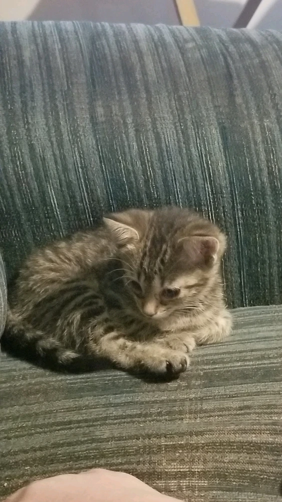 Image uploaded by Crow