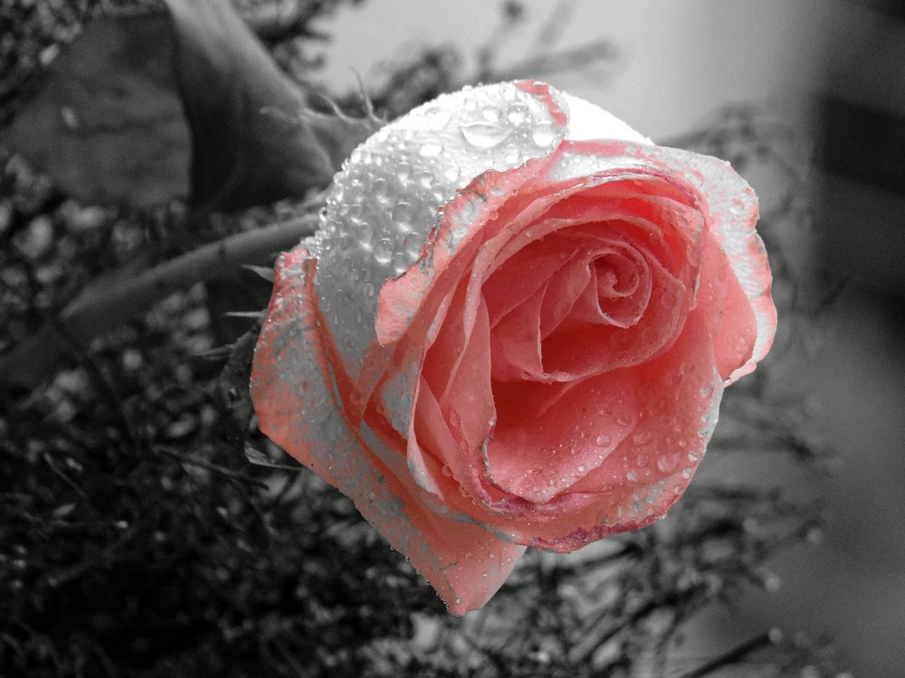 Rose is as soft as your persona.. clicked by me i.e. Mitesh Verma