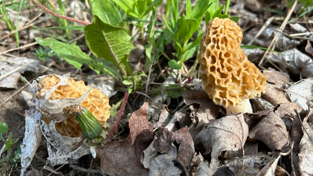 Image uploaded by Cory