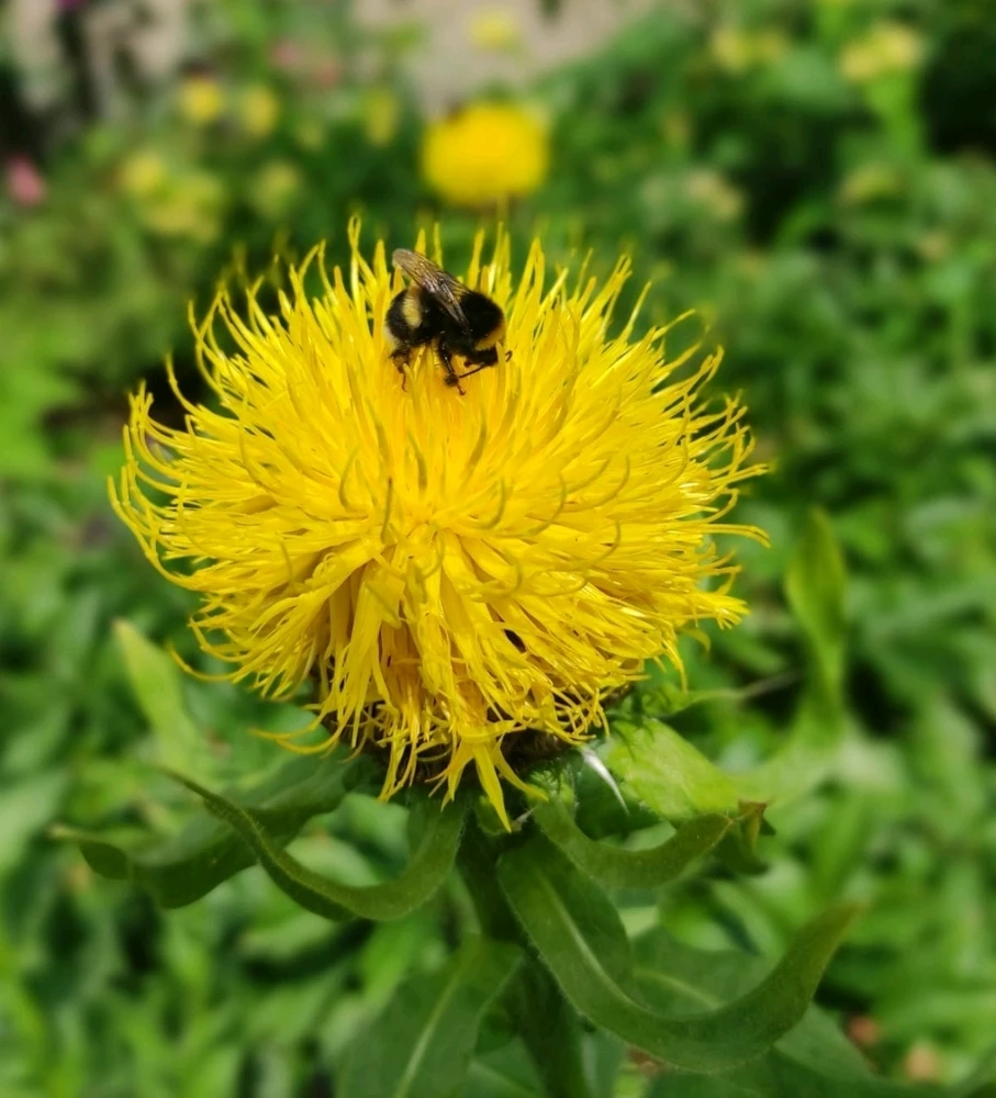 Image uploaded by 🔆🥨🔅Koffy🔅🌰🔆