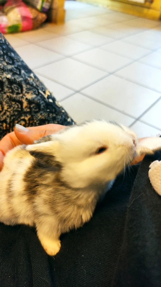 Bild hochgeladen von Sayu Superflausch,🐇😻