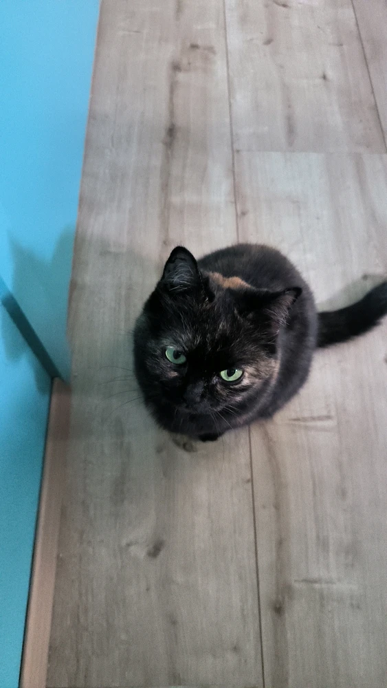 Image uploaded by Nox