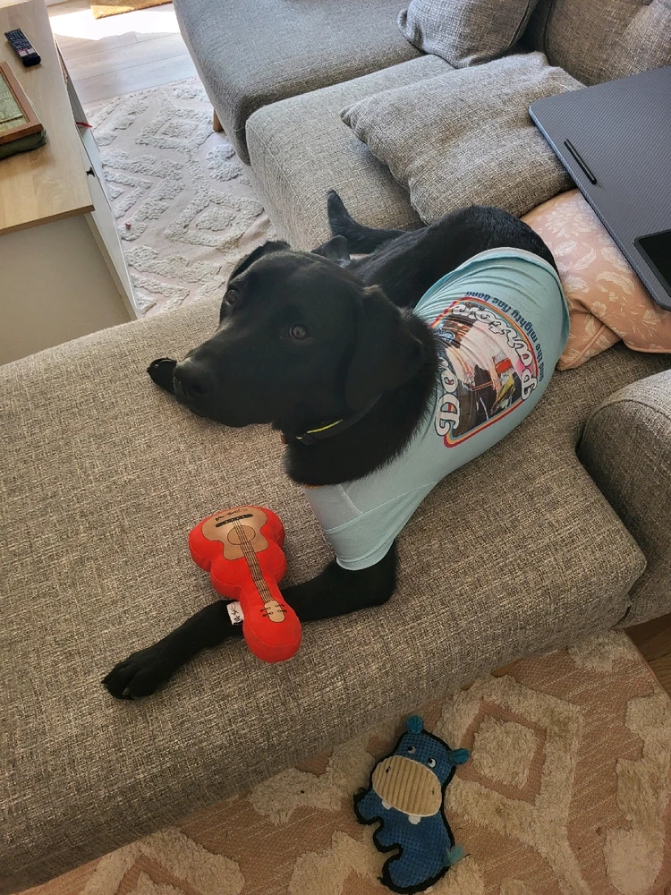 Black Labrador lay on a sofa with dolly Parton t shirt and bango toy 