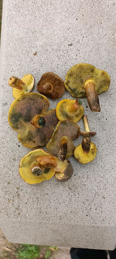 Obrázek nahrál Petr