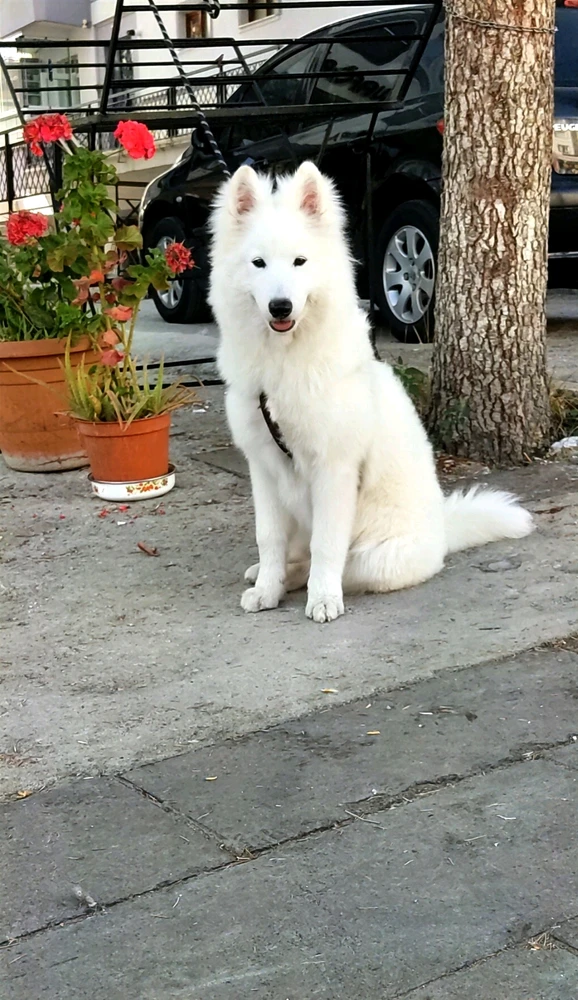 Oğuz tarafından yüklenen görsel