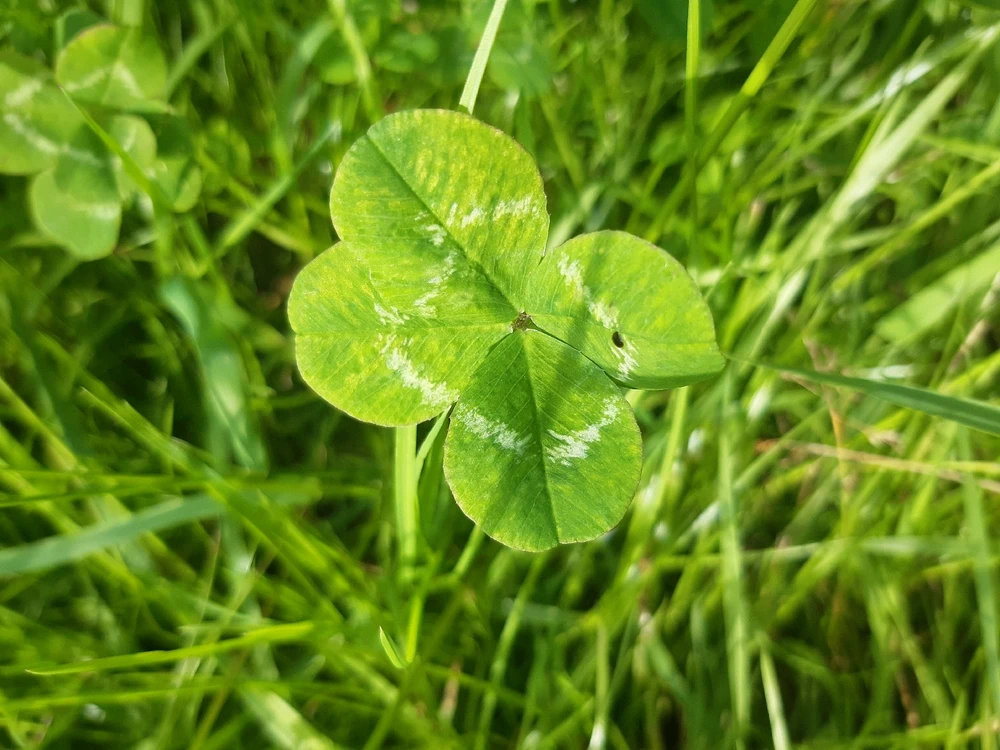 Obrázek nahrál ©️Iva 🦉