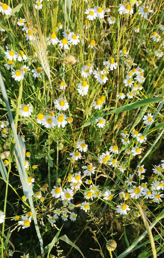 À la saison: Wilde Kamille