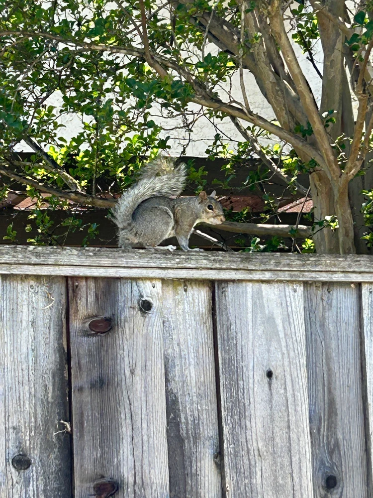 Image uploaded by Caedus