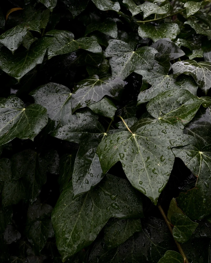 Obrázek nahrál Irónia