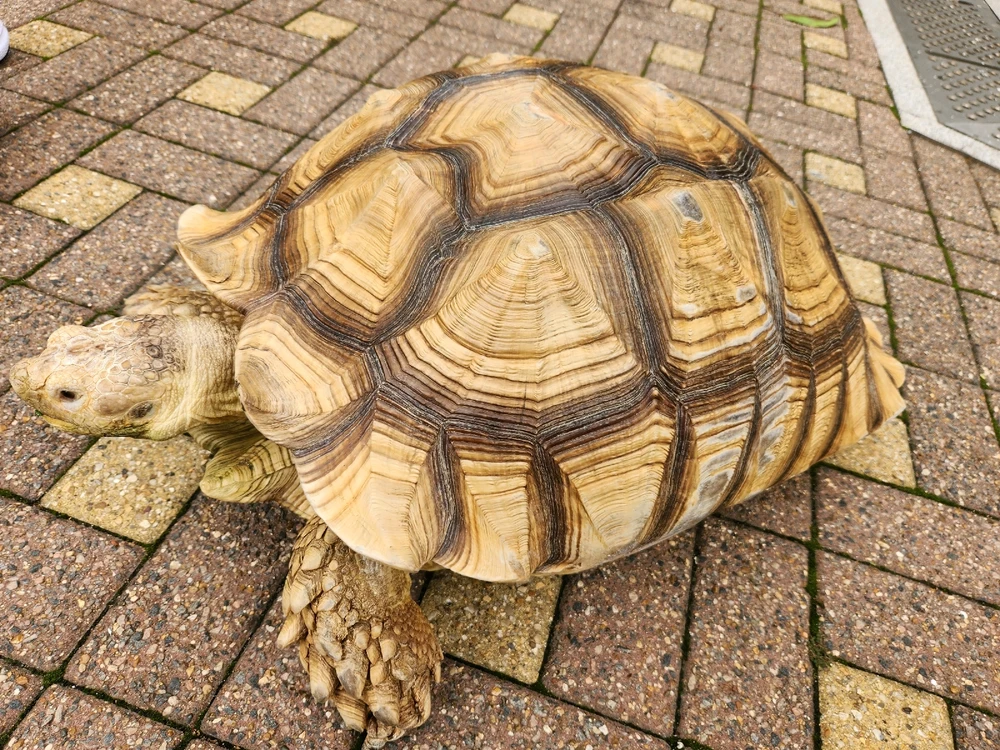 TORTOISE🌱🍃 🐢🐢🐢😂🫰🫶💞