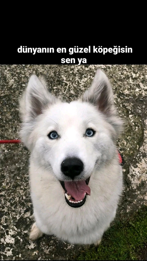 Berat tarafından yüklenen görsel