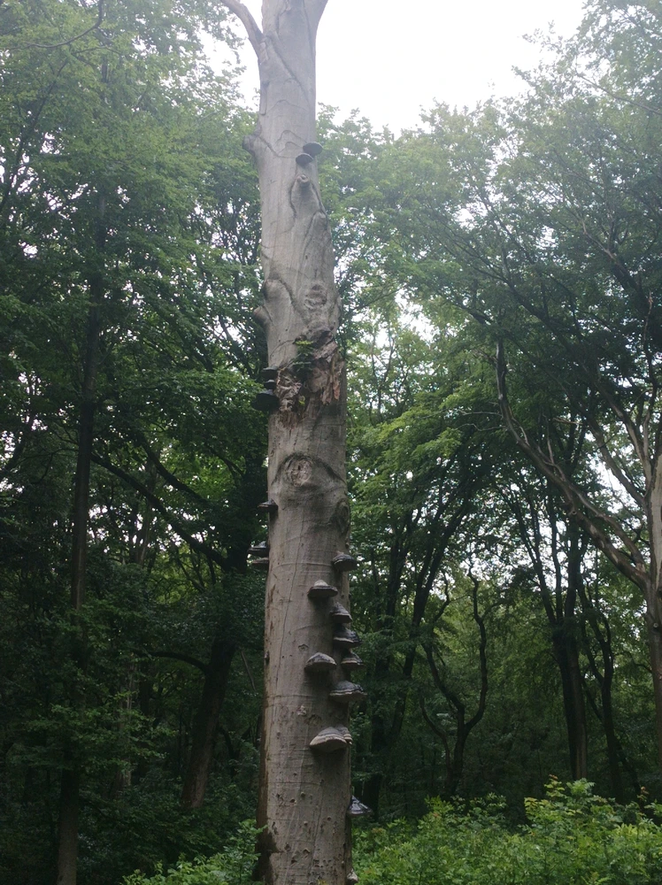 Afbeelding geüpload door Ceder