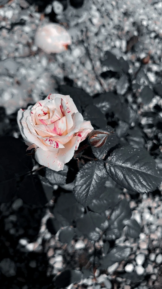 Image uploaded by Cat