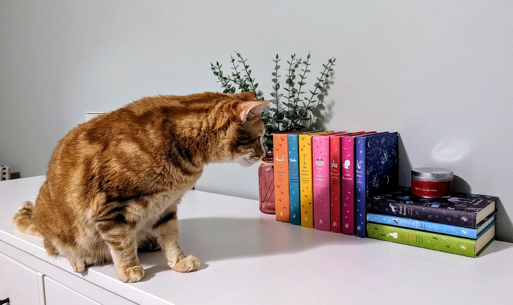 Griffin trying to decide what to read next... 😹
