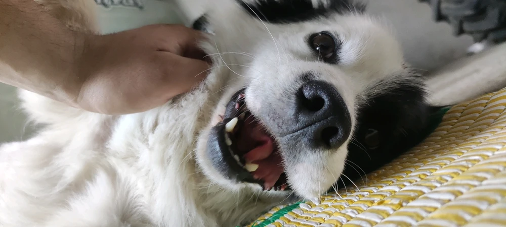 Samet İsmail tarafından yüklenen görsel