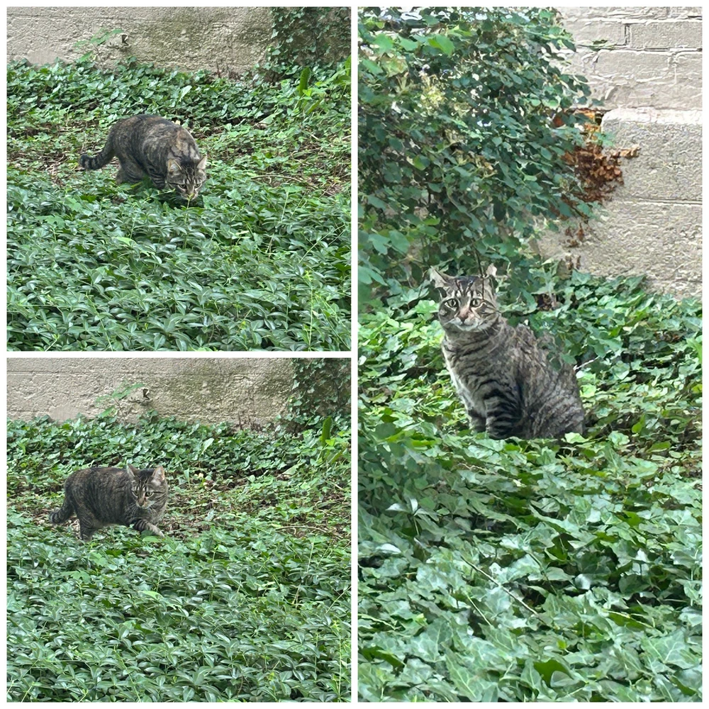 My cat, Saki, goes on these adventures. 