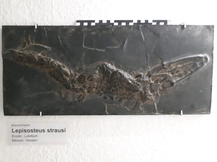 Bild hochgeladen von Herbert = ᚺᛖᚱᛒᛖᚱᛏ