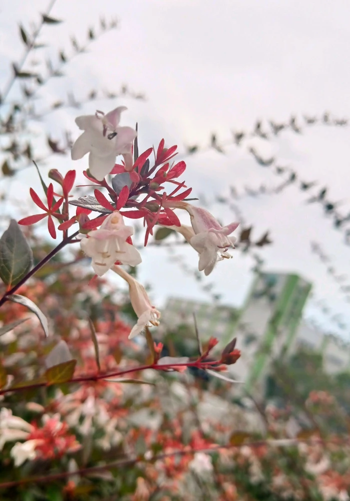 Image uploaded by Yeng