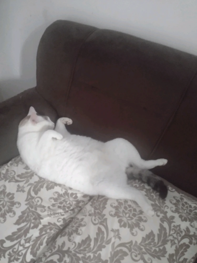 Imagem enviada por Julio