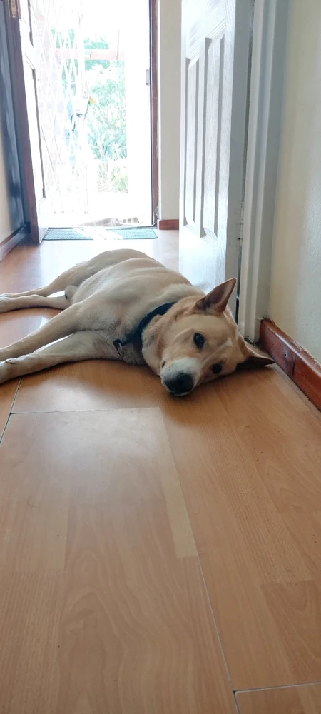 Rambo