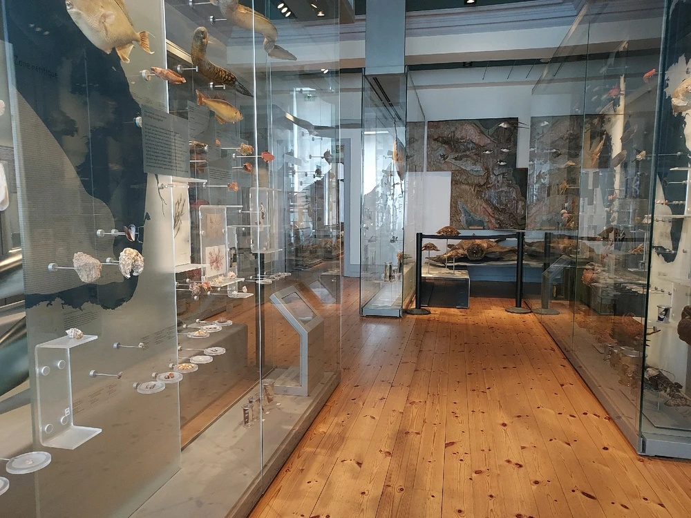Musée D'histoire Naturelle.