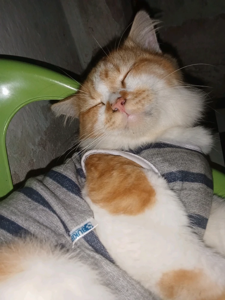 Gambar diunggah oleh dravenda