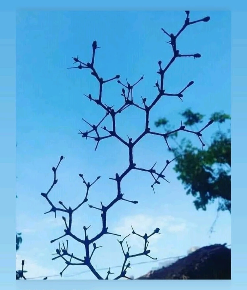 Image uploaded by Soudabeh