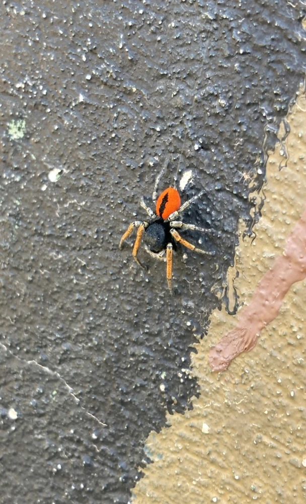 Εικόνα από Ντάνιελ