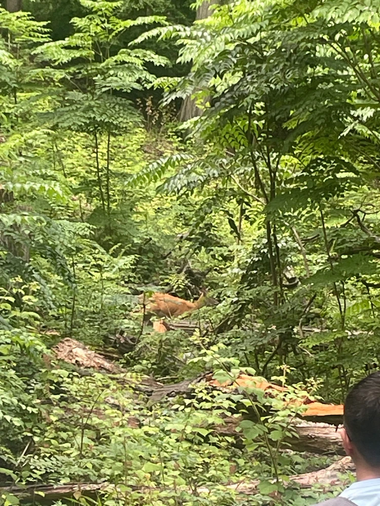A deer on the trail