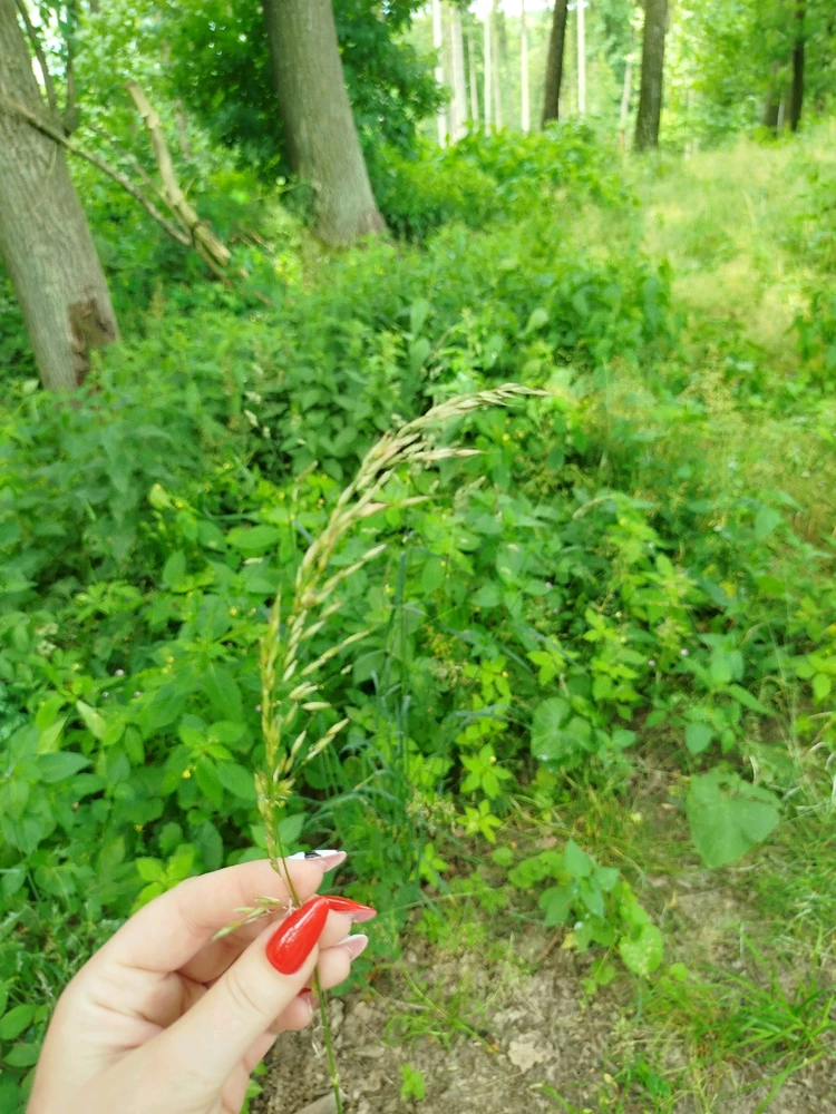 Obrázek nahrál Domča