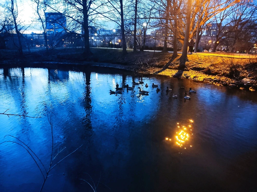 Duck family in small lake near a museum