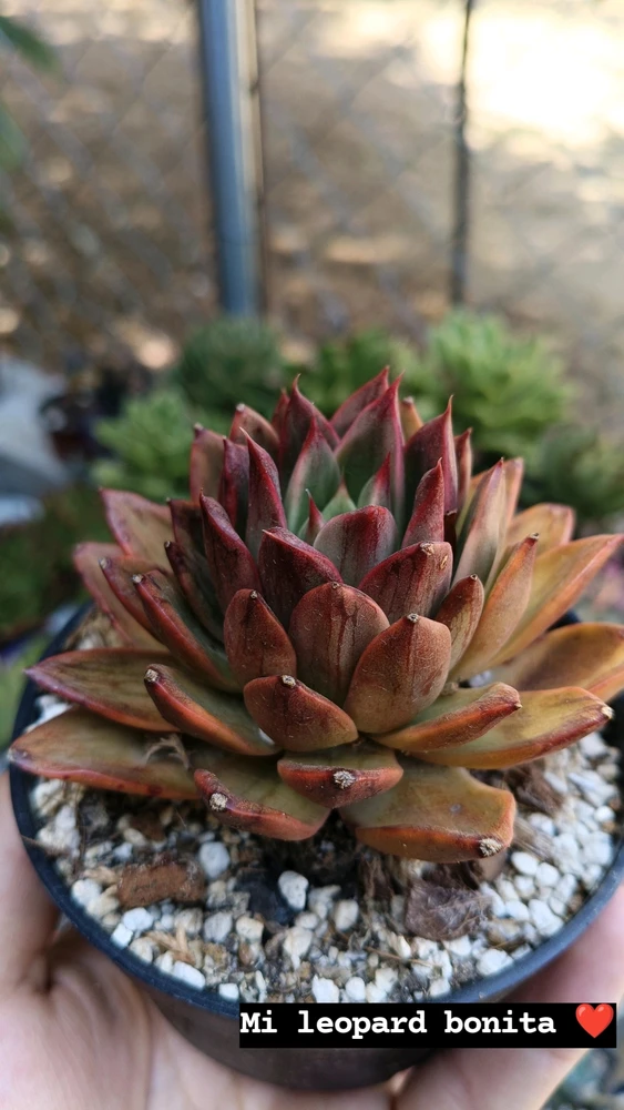 Imagen subida por Owen