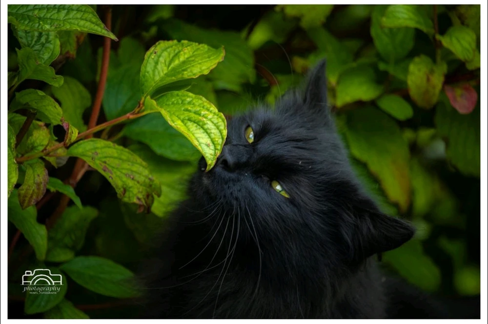 Afbeelding geüpload door Yentl