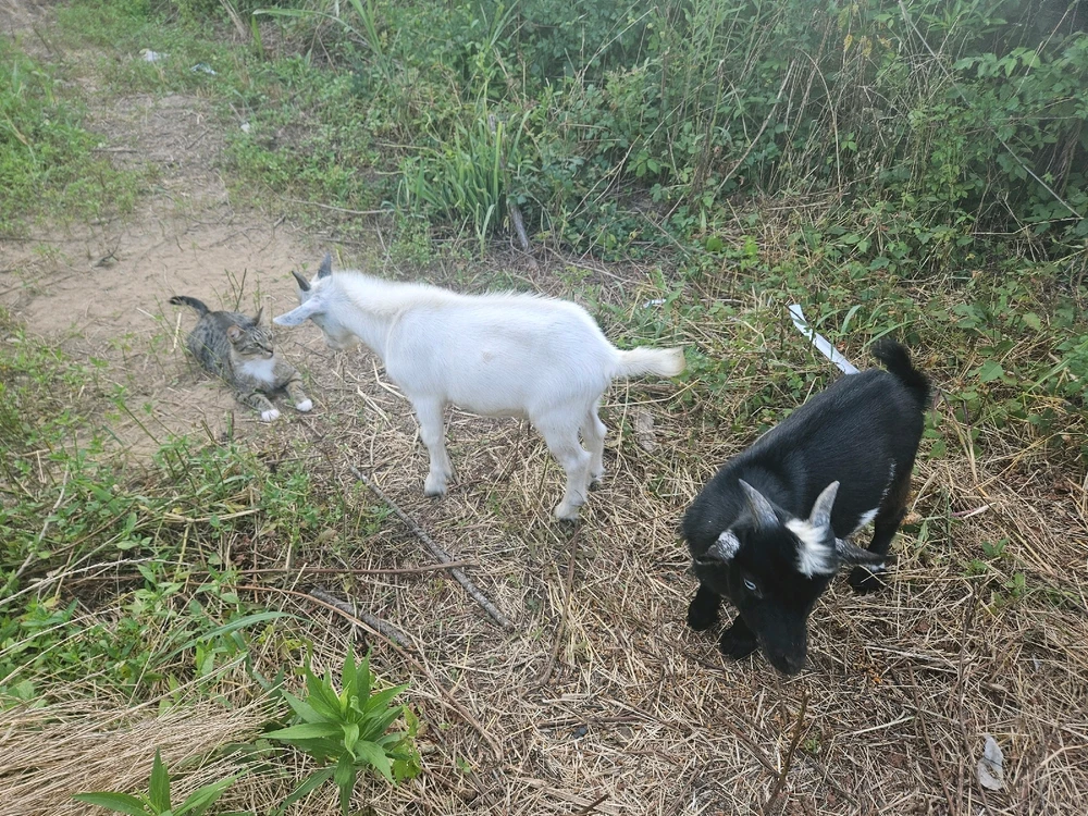 Image uploaded by 💋🦊Vixen🦊💋