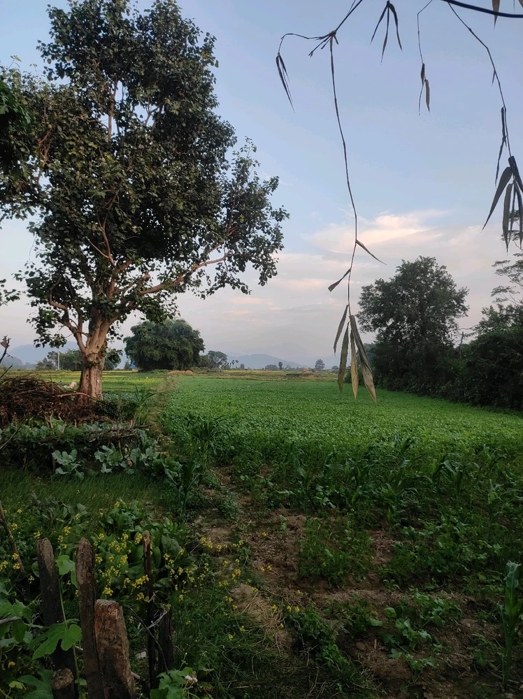 Image uploaded by Aviran Adhikari