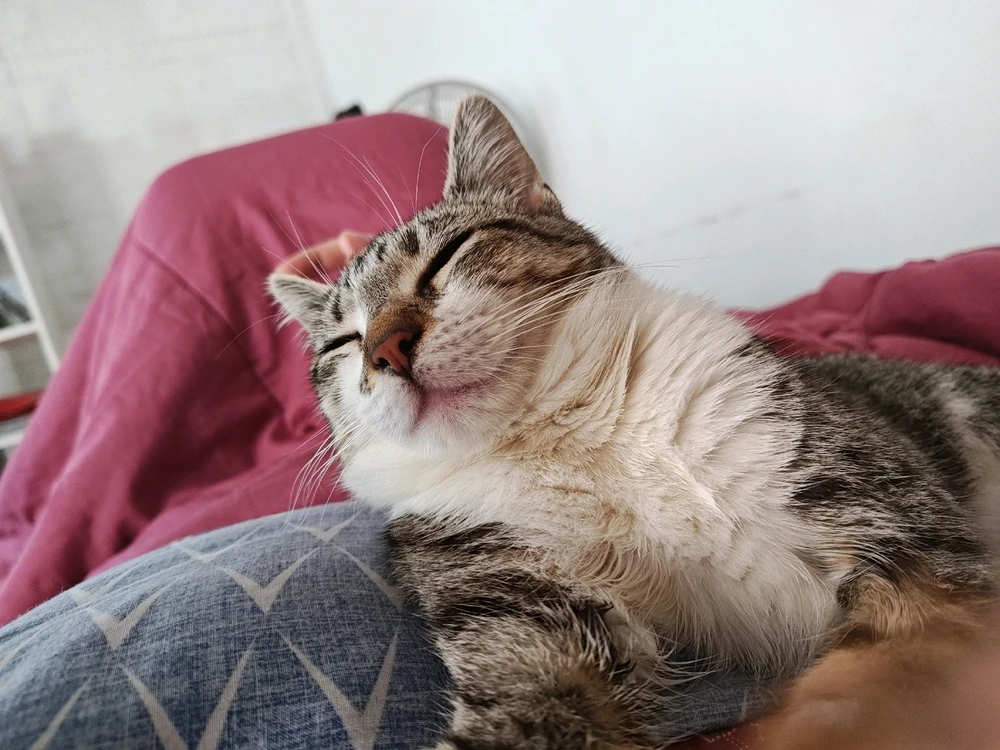 Imagen subida por Piter