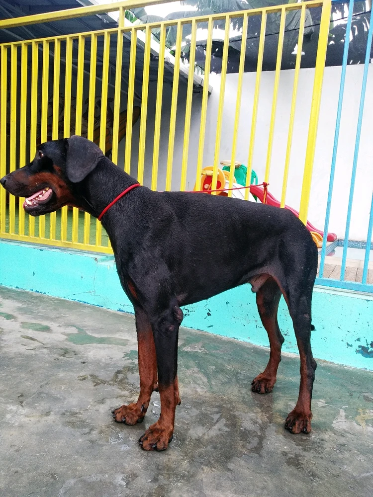 Gambar diunggah oleh Tony iskandar