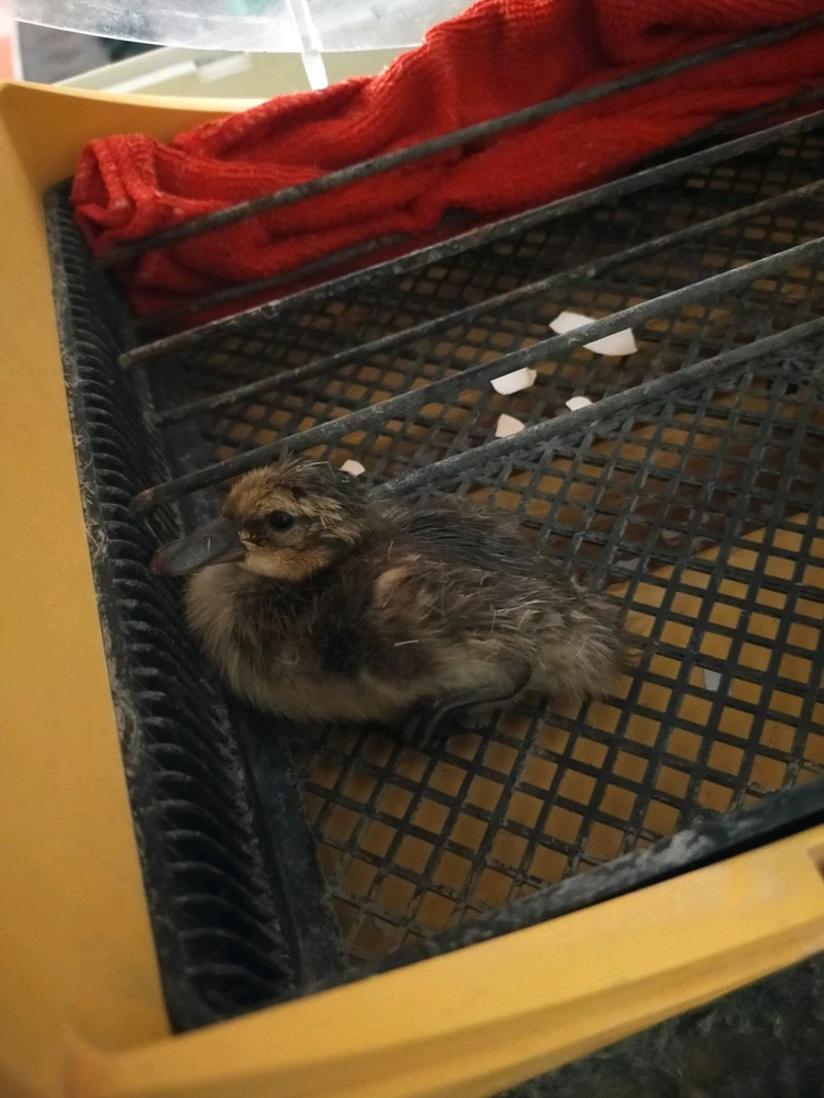 Image uploaded by Perry