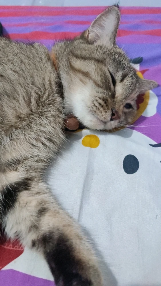 ꨄ𝐃ꨄ tarafından yüklenen görsel