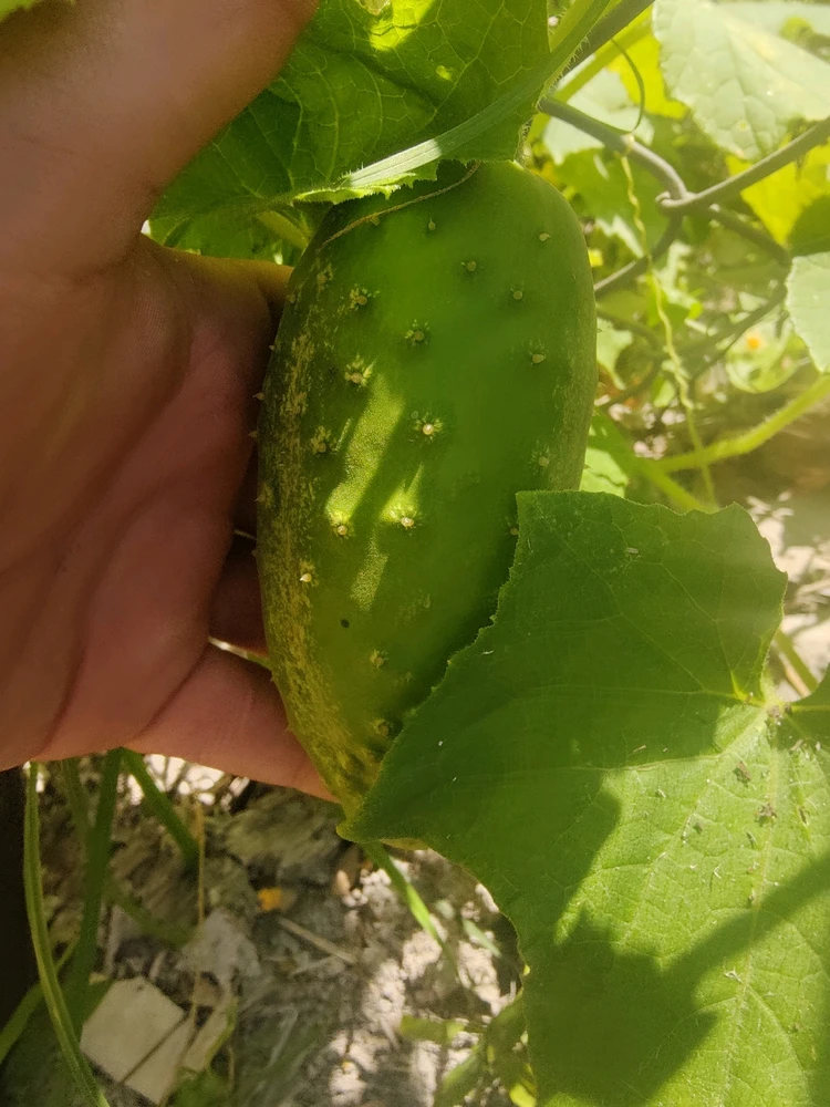 Gambar diunggah dening Dorian