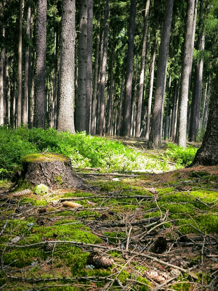 Obrázek nahrál Mish