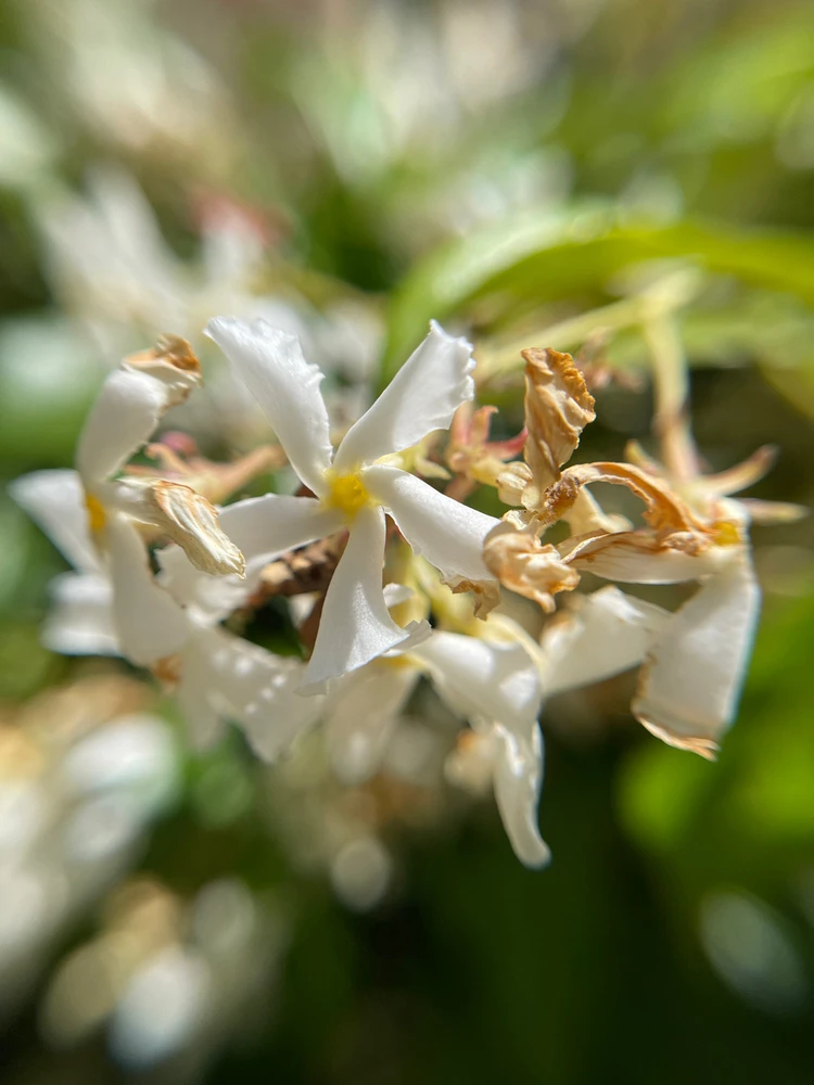 Image uploaded by Hasan Sohan