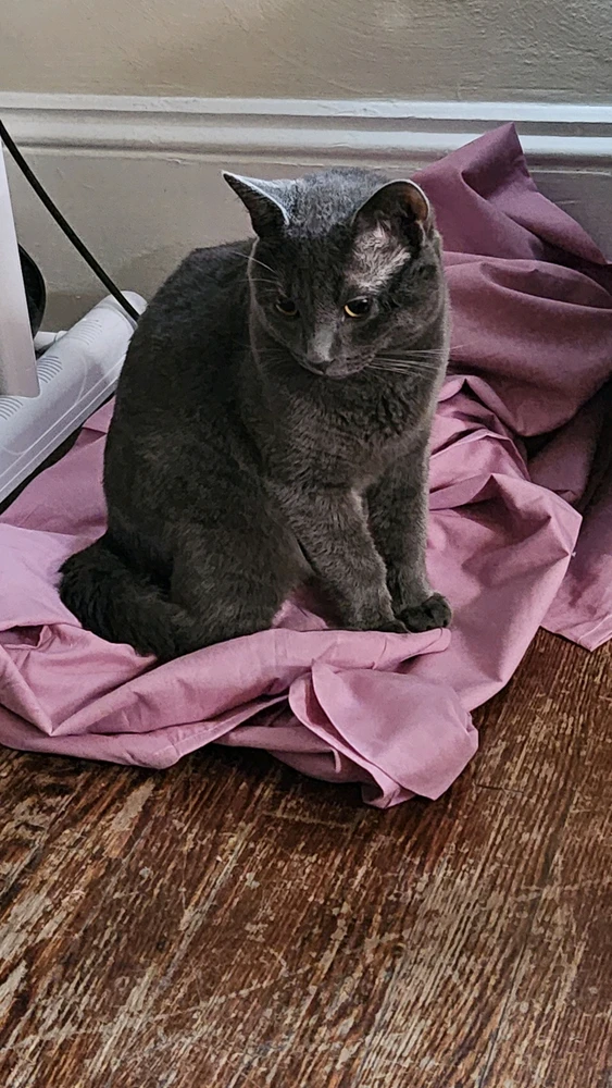 I-upload ni Angel ang larawan