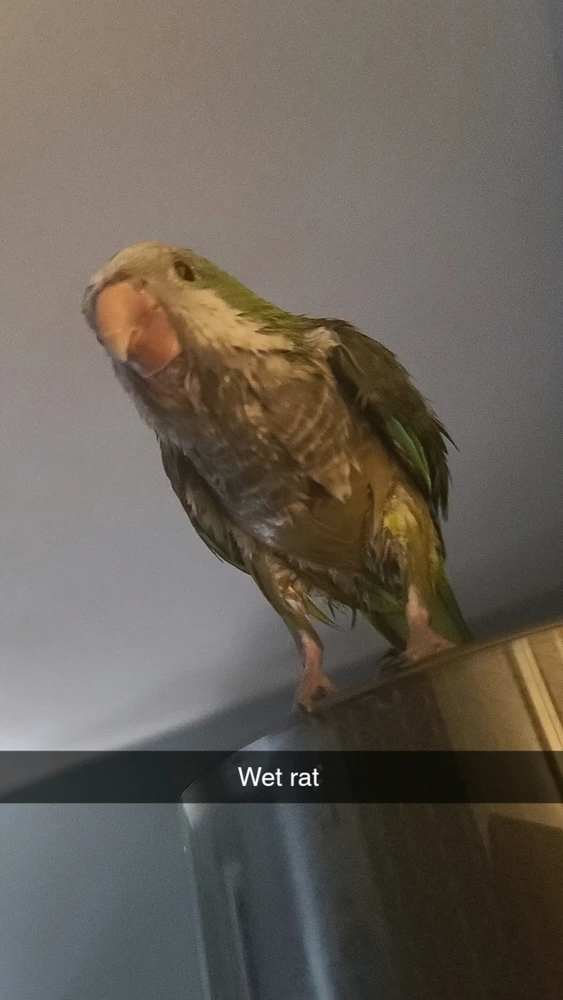 A wet Quaker parrot after having a bath. 